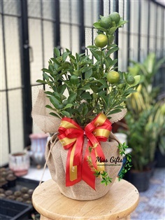 ไม้มงคลส้มจี๊ด | miss-gifts กระเช้าต้นไม้ของขวัญมีชีวิต -  กรุงเทพมหานคร