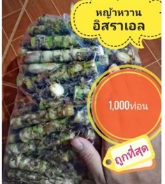 หญ้าหวานอิสราเอล