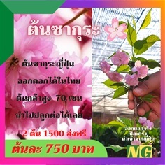 ต้นซากุระญี่ปุ่น