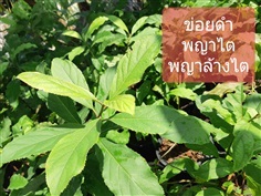 พญาล้างไต พญาไต ข่อยดำ | บ้านหญ้าหวาน โตนานการ์เด้น นนทบุรี - ปากเกร็ด นนทบุรี