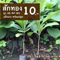 สักทอง