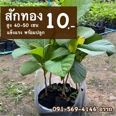 สักทอง