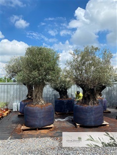 ต้นมะกอก Olive ปลูกลงดิน จัดสวน