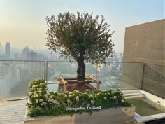 ต้นมะกอกโอลีฟ Olive ปลูกจัดสวน สวยงาม