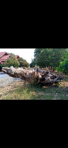 รากไม้มะค่า | กิตติศักดิ์ ฟาร์ม - ทุ่งเสลี่ยม สุโขทัย