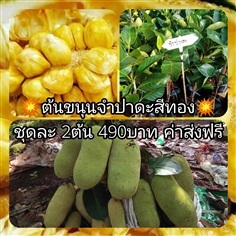 ต้นขนุนจำปาดะ ชุดละ2ต้นส่งฟรี