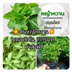 ต้นหญ้าหวาน ชุดละ2ต้นส่งฟรี | เมล็ดพันธุ์การเกษตร - สีชมพู ขอนแก่น