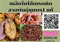 เมล็ดโกโก้ ชุด 500 เมล็ดส่งฟรี1500 บาท สายพันธุ์ชุมพร1แท้ 