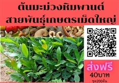 ขายต้นมะม่วงหิมพานต์เกษตรส่งฟรี ชุด200 ต้นต้นละ 40 เม็ดใหญ่ 