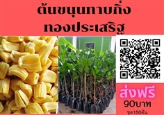 ขายต้นขนุนทองประเสริฐทาบกิ่งแท้ ส่งฟรี ชุด150ต้นต้นละ90