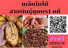 ขายเมล็ดโกโก้ ชุด 500 เมล็ดส่งฟรี1500 บาท สายพันธุ์ชุมพร1แท้