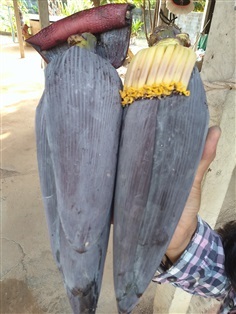 ขายพันธุ์กล้วยน้ำว้าเขมร | เมล็ดพันธุ์ดี เกษตรวิถีไทย - เมืองระยอง ระยอง