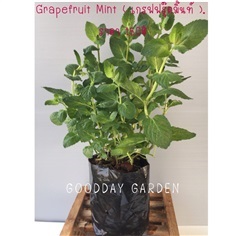 Grapefruit Mint  เกรฟฟรุ๊ตมิ้นท์  | กูดส์เดย์ การ์เด้น -  นนทบุรี