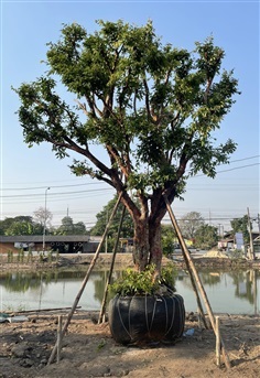 ต้นเสม็ดแดง ขนาด 18" ฟอร์มสวยจร้าาาาา | ร่มโพธิ์ร่มไทรการ์เด้นท? - ธัญบุรี ปทุมธานี