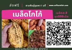 เมล็ดโกโก้ชุด 500 เม็ด ส่งฟรี1500 บาท สายพันธุ์ชุมพร1แท้ ดก