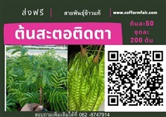 ต้นสะตอติดตาขายต้นละ50 ชุด200ต้น ส่งฟรี ต้นเตี้ย ฝักดก ให้ผล