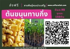 ต้นขนุนทองประเสริฐ ทาบกิ่งขายต้นละ90 ชุด150ต้น ส่งฟรี ลูกดก 