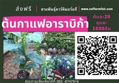 ต้นกาแฟอาราบิก้าขายต้นละ20 บาท คาร์ติมอร์แท้ ชุด1000ต้นส่งฟร