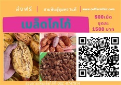 ส่งฟรีเมล็ดโกโก้ชุด 500 เม็ด1500 บาท สายพันธุ์ชุมพร1แท้ ผลดก