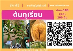 ส่งฟรี ต้นทุเรียนมูซังคิง ต้นละ100 ชุด200ต้น เสียบยอด สายพัน