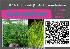 ส่งฟรีต้นสะตอติดตา ต้นละ50 ชุด200ต้น ฝักดก ต้นเตี้ย ให้ผลผลิ