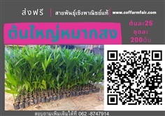 ส่งฟรีต้นใหญ่หมากสงสูงแท้ ชุด200 ต้นต้นละ25สูง70-100 cm ดก