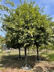 ต้นมะริด *ราคาที่ระบุเป็นเพียงราคาเริ่มต้น กรุณาสอบถาม | สวนธนารมย์ - ศรีประจันต์ สุพรรณบุรี