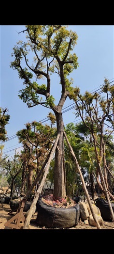 ต้นจิกน้ำ  | สวนแสนปัญญา1 - แม่ออน เชียงใหม่