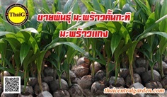 มะพร้าวคั้นกะทิ | สวนไทยจี - อู่ทอง สุพรรณบุรี