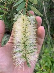 แปรงล้างขวด ดอกสีขาว white callistemon