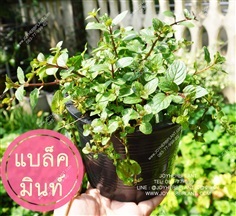 แบล็คมินท์ Blackmint  ซื้อ 10แถม 1 ขายปลีก-ขายส่ง