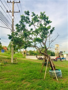 ต้นจิกน้ำ | บ้านวังกร่างพันธุ์ไม้ - บางมูลนาก พิจิตร