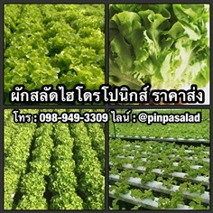 ผักสลัดไฮโดรโปนิกส์ ผักไฮโดรโปนิกส์ ราคาส่ง นนทบุรี