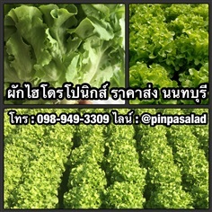 ฟาร์มผักไฮโดรโปนิกส์ ราคาส่ง นนทบุรี