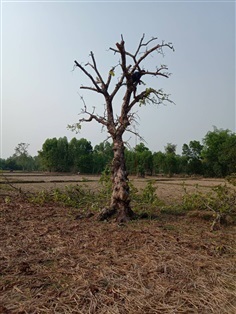 กระโดนนา | สวนเอก &ปูไม้ล้อมเมืองสกล -  สกลนคร