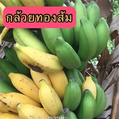 ทองส้ม กล้วยทองส้ม | สมพงศ์ฟาร์ม - เมืองตรัง ตรัง