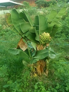 กล้วยหอมแคระ หน่อกล้วยหอมแคระ | สวนสำราญ - เมืองราชบุรี ราชบุรี