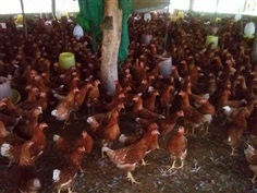ไก่ไข่สาว