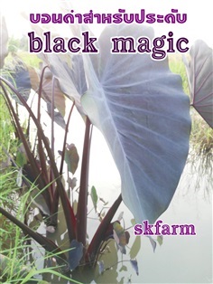 บอนดำ black magic