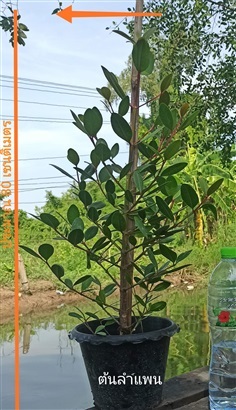 ต้นลำแพนสวยๆ | บ้านสวนปากคลองวัดสาลีโขฯ - ปากเกร็ด นนทบุรี