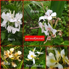 #สเลเต #สะเลเต  #มหาหงส์ | โบตั๋นพันธุ์ไม้ - เมืองนครศรีธรรมราช นครศรีธรรมราช