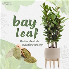 ฺBayleaf