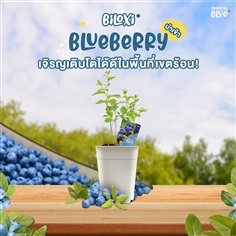 Blueberry "Biloxi"