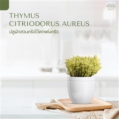 Thymes 