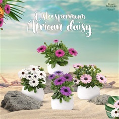 African Daisy