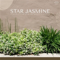 Star Jasmine