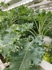 kale (เคล) | PKS Farm - พุทธมณฑล นครปฐม