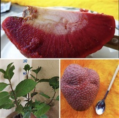 African red peach /Nauclea latifolia