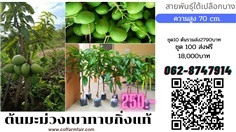 ส่งฟรีต้นมะม่วงเบาทาบกิ่ง ต้นละ250 ชุด100ต้น สายพันธุ์ใต้แท้