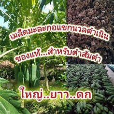 เมล็ดมะละกอแขกนวลดำเนิน | สวนเฮียบูน -  ราชบุรี